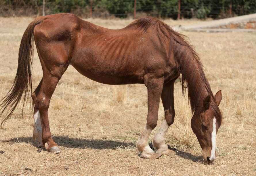 attraper froid cheval